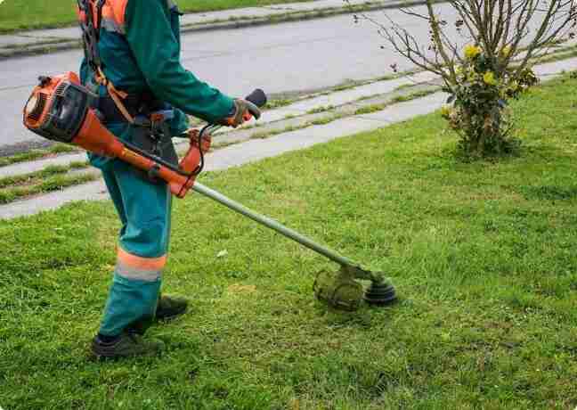 Tree trimming and hedge pruning services