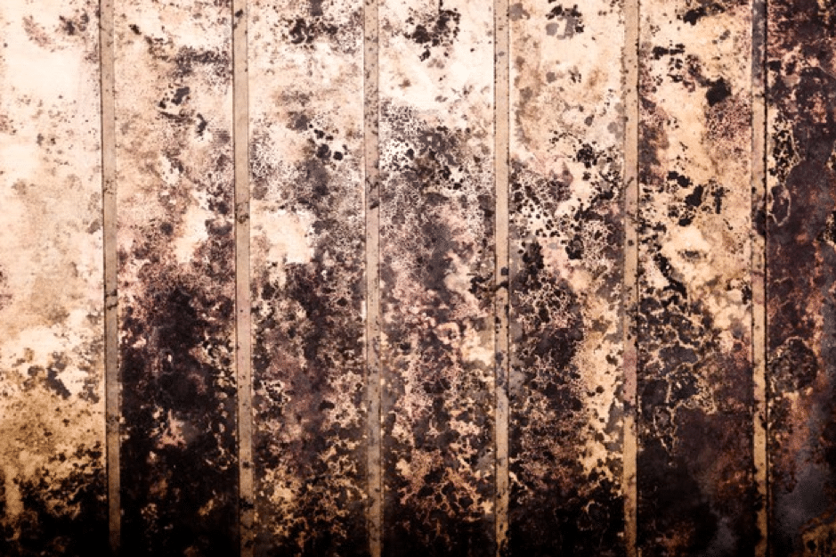 mold plumber