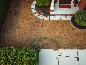 Overgrown neglected yard showing landscaping red flags